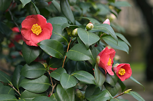 Camellia blooms in the Curia garden